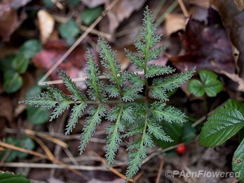 Highly dissected tropophore (leaf)